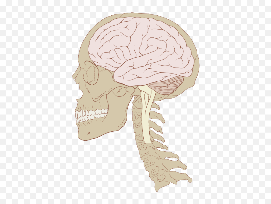 Skull And Brain Normal Human - Skull And Brain Emoji,Percent Emoji