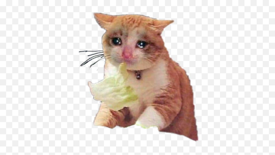 Sadcat Png And Vectors For Free Download - Transparent Sad Cat Png Emoji,Sad Cat Emoji