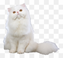 Emoji Keyboard And Imessage Stickers - Cat Yawns,Cat Emoji Keyboard