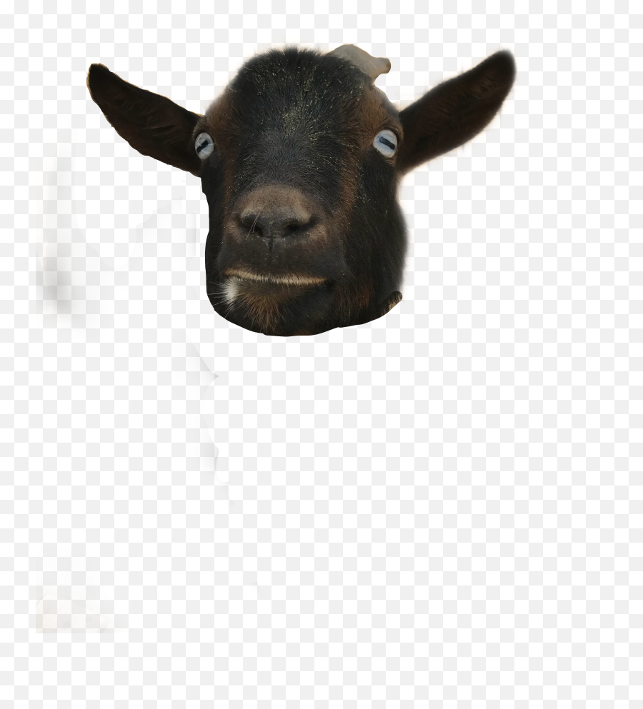 Goat Sticker - Goat Emoji,Goat Emoji Png