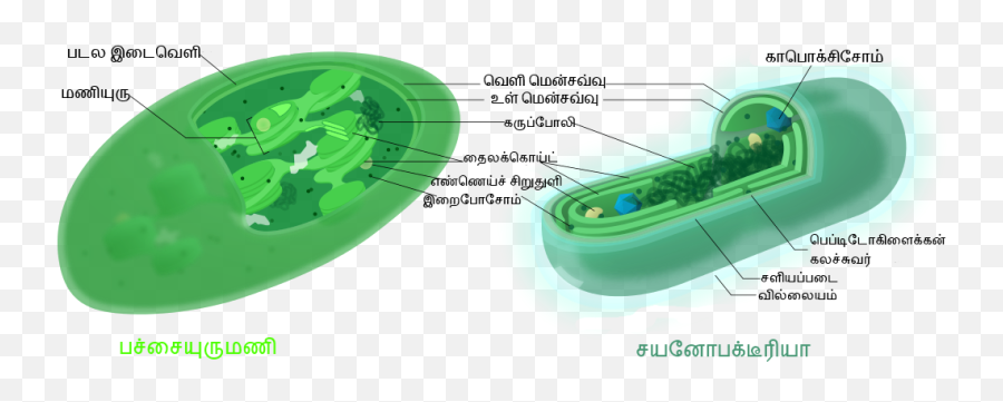 Chloroplast - Comparison Chloroplast And Cyanobacteria Emoji,Paint Nails Emoji