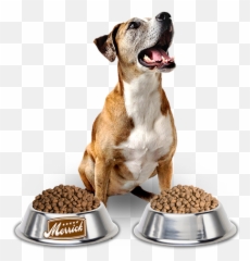 Dog Food Png - Emoji