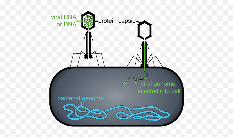 Viruses U2013 Sustainable Nano - Gene Therapy Is Important Emoji,Emoji Virus