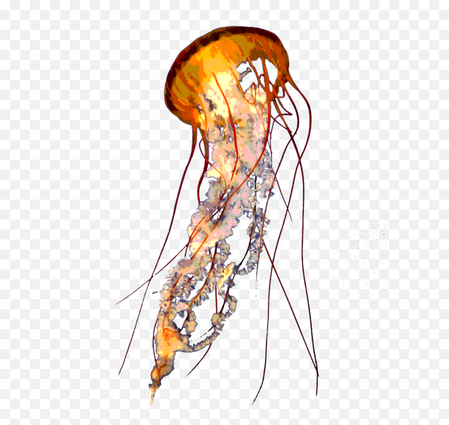 Jellyfish Png Pic Png Svg Clip Art For - Real Jellyfish Transparent Background Emoji,Jellyfish Emoji