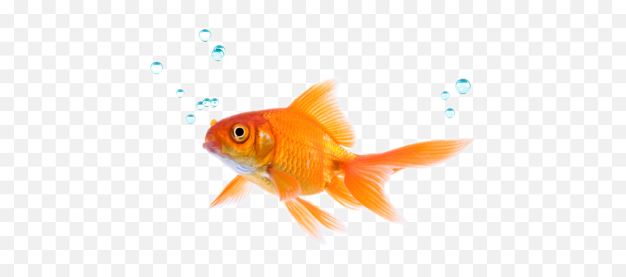 Download Fish - Goldfish Bowl Transparent Background Emoji,Salt Emoji Png