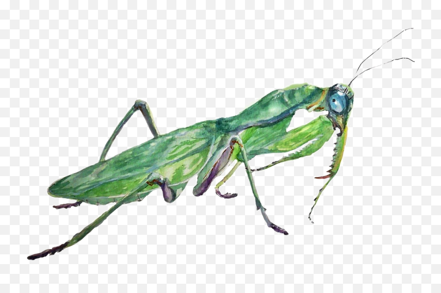 Mantis Png - Mantis Emoji,Praying Mantis Emoji