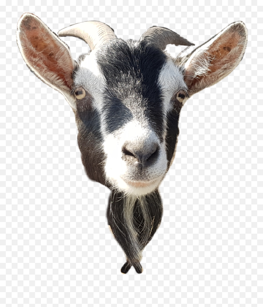Goat Head Animals - Goat Head Goat Png Emoji,Goat Head Emoji