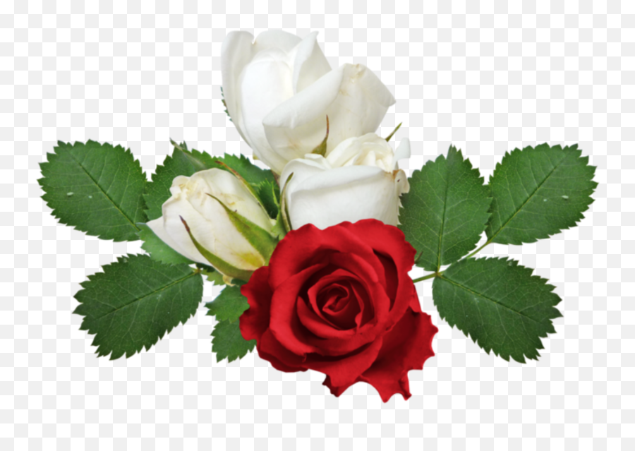 Redrise Whiterose Red White Rose Emoji,White Rose Emoji