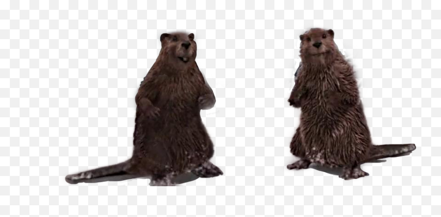 Popular And Trending Beaver Stickers Picsart - Grizzly Bear Emoji,Beaver Emoji