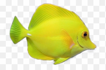 Pezamarillo - Yellow Tang Transparent Background Emoji,Emoji Pez