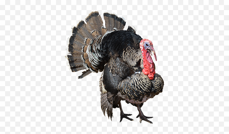 Turkey Thanksgiving Thanksgiving2018 Pavo Pollo - Turkey Png Emoji,Turkey Emoji
