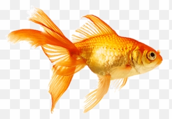 Top Celestial Goldfish Stickers For Android Ios - Fish Swimming Gif Png Emoji