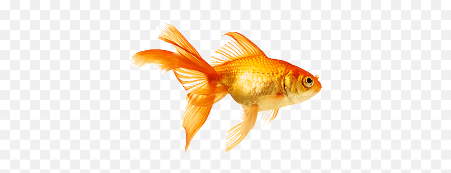 Top Celestial Goldfish Stickers For Android Ios - Fish Swimming Gif Png Emoji,Fish Emoji