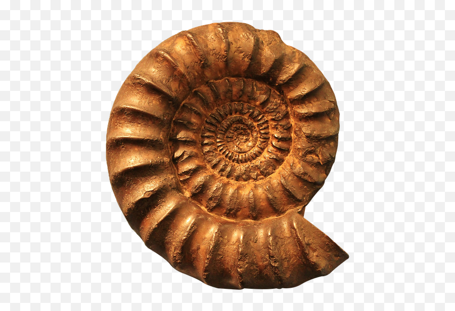Free Ammonite Fossil Images - Fossil Png Emoji,Knock Knock Emoji
