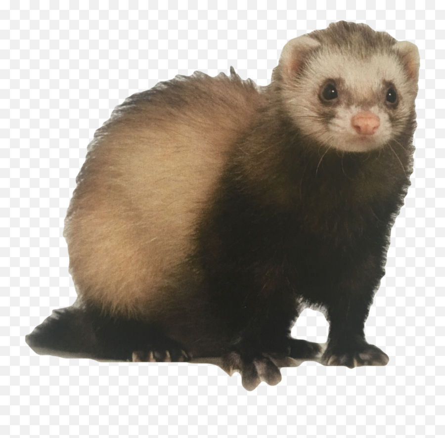 Ferret Weasel Rodent Mouse Surreal - Ferret Transparent Background Emoji,Weasel Emoji
