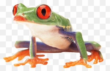 Frog Png Photos - Tree Transparent Background Emoji
