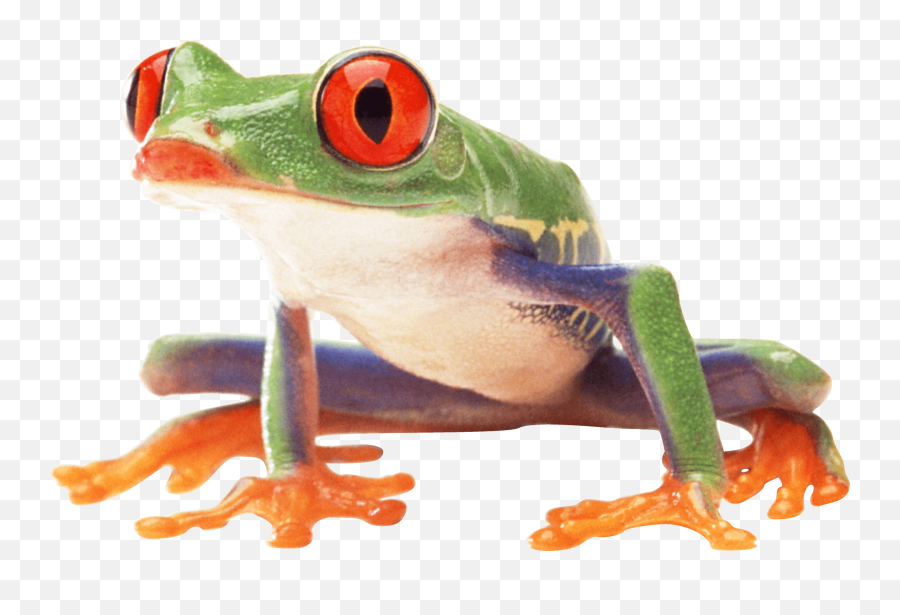 Frog Png Photos - Tree Frog Transparent Background Emoji,Frog Emoji Png