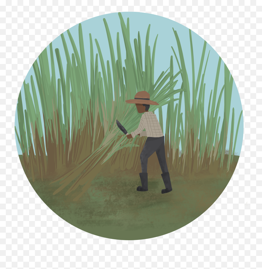 Palm Tree - Illustration Emoji,Haitian Emoji