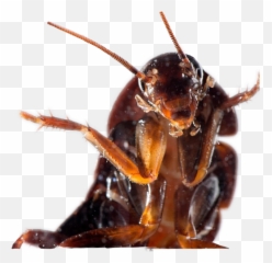 3d Cockroach Hello Hi Picsart Freeto - Scary Cockroach Emoji,Cockroach Emoji
