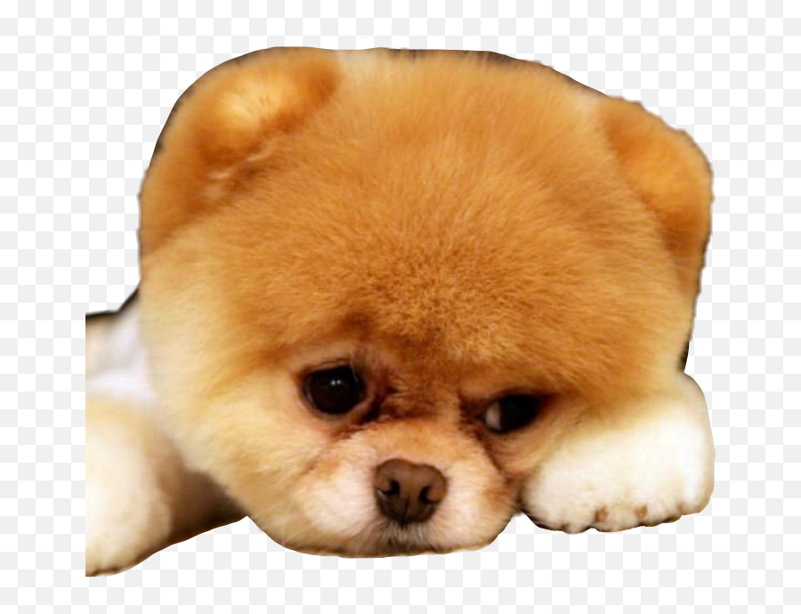 Largest Collection Of Free - Toedit Buh Stickers On Picsart Kucni Ljubimci Emoji,Jiffpom Emoji