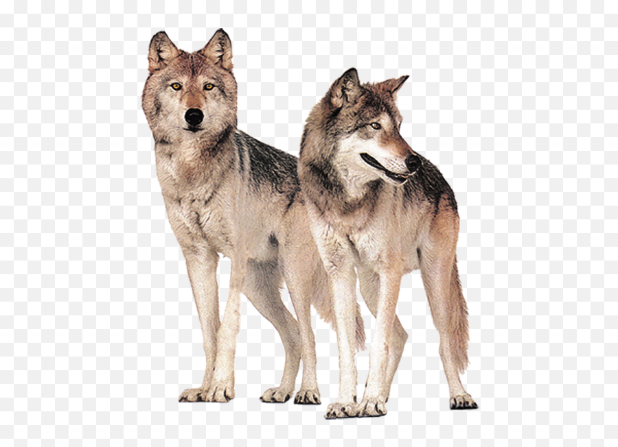 Gray Wolf Wolves Hongqiao Bridge - Wolf Png Download 496 Wolves Png Emoji,Wolf Emoji Png