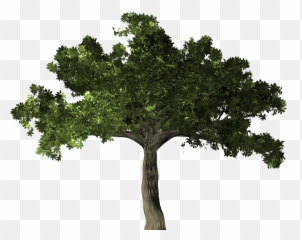 Ficus Tree Plant Ficus Microcarpa Banyan - Amazon Rainforest Tree Transparent Emoji,Pot Leaf Emoji