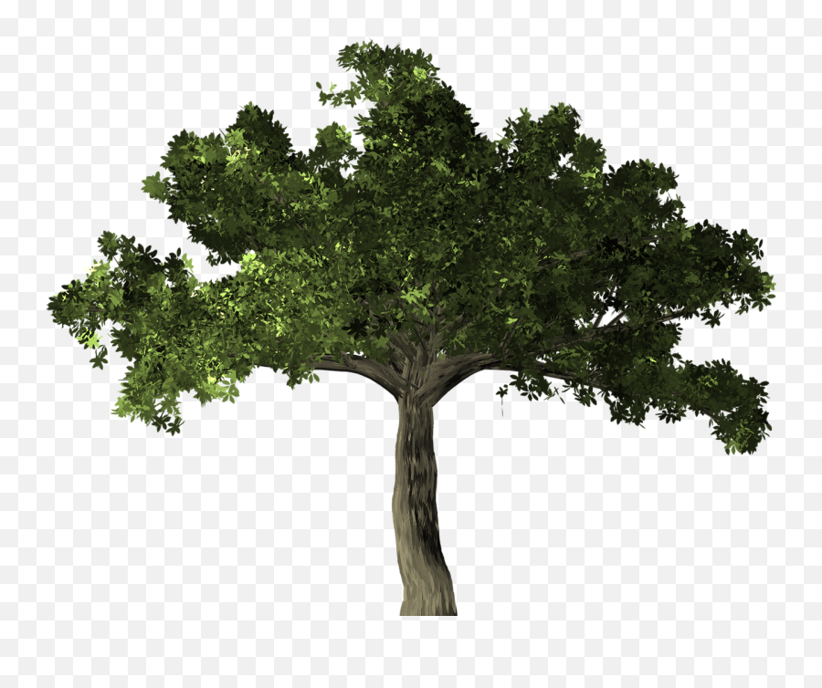 Ficus Tree Plant Ficus Microcarpa Banyan - Amazon Rainforest Tree Transparent Emoji,Pot Leaf Emoji