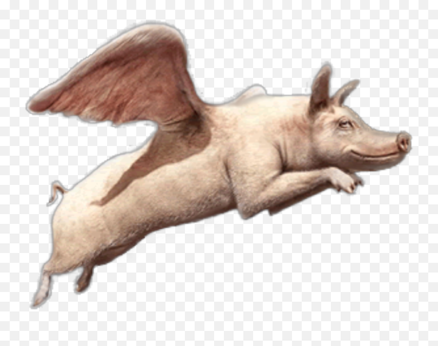 Flying Freetoedit - Fliegende Schweine Emoji,Flying Pig Emoji