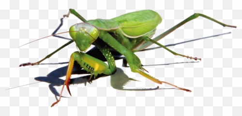 Mantis Png - Mantisse Emoji