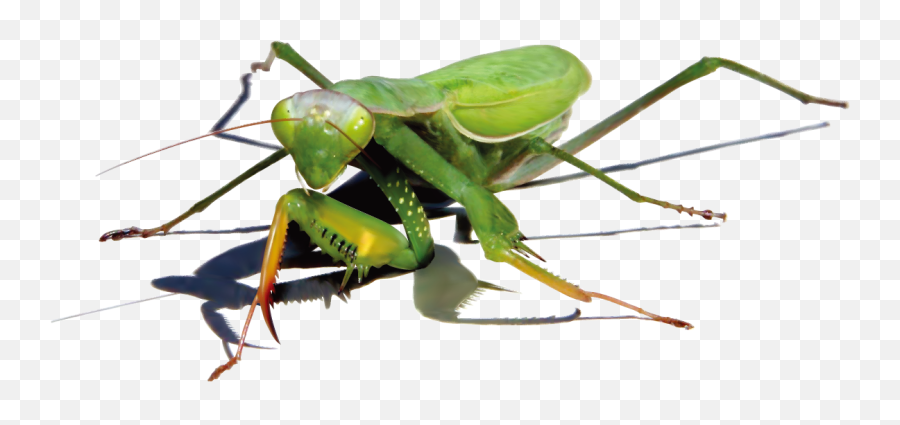 Mantis Png - Mantisse Png Emoji,Praying Mantis Emoji