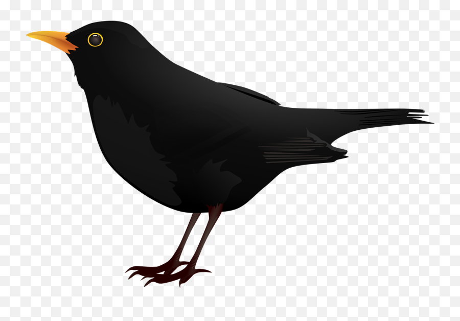 Bird Black Education Fly Flying - Blackbird Clip Art Emoji,How To Get Drake Owl Emoji
