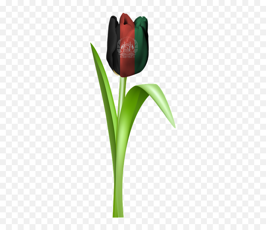 Tulip Iran Tajikistan - Afghanstan Flag Png Hd Emoji,Iran Flag Emoji