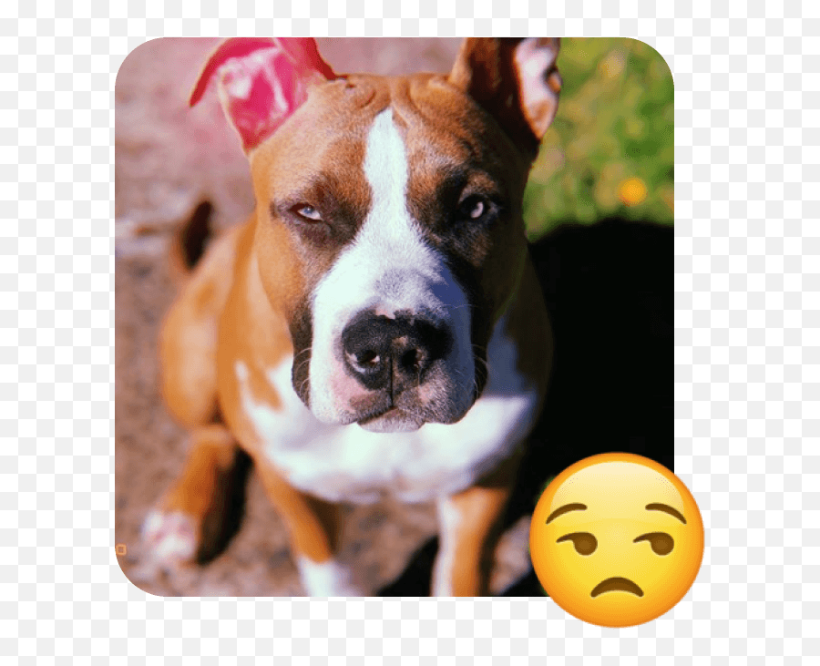 These 20 Doggies Are Totally Ready For World Emoji Day - Boxer,Dog Treat Emoji