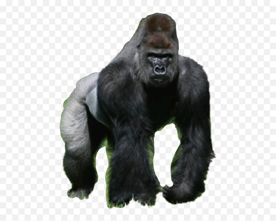 Silverback Gorilla Png - Animals Of The California Desert Emoji,Gorilla Emoji