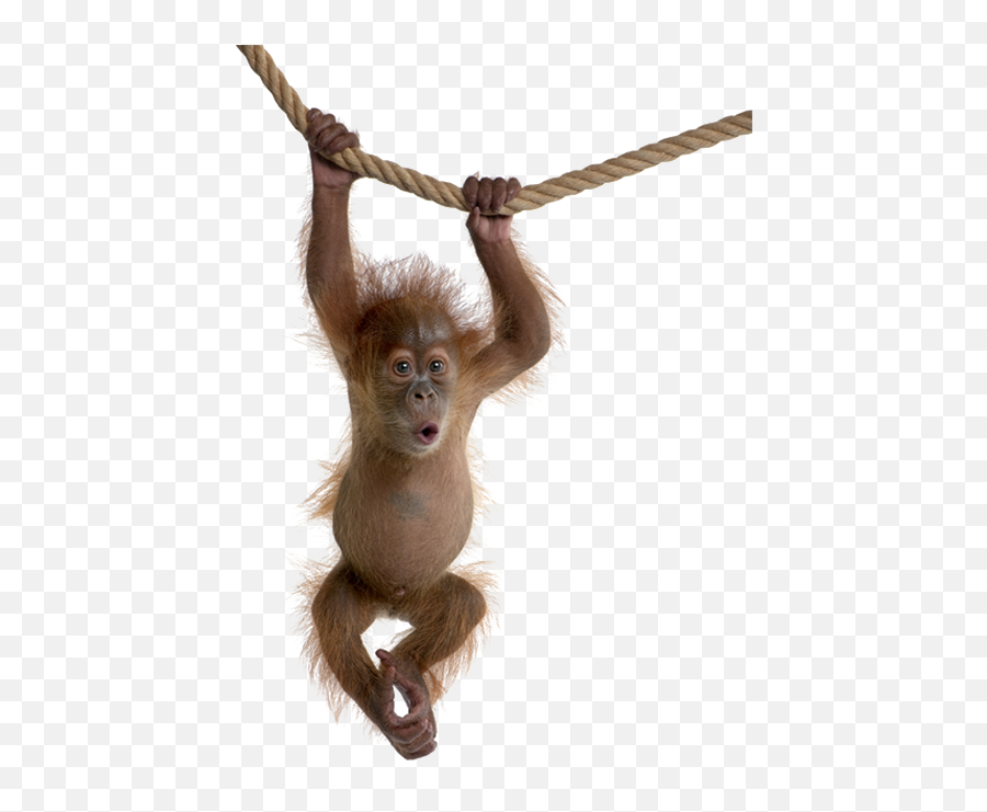 There Quotes Sumatran Orangutan - Monkeys With White Background Emoji,Hang In There Emoji