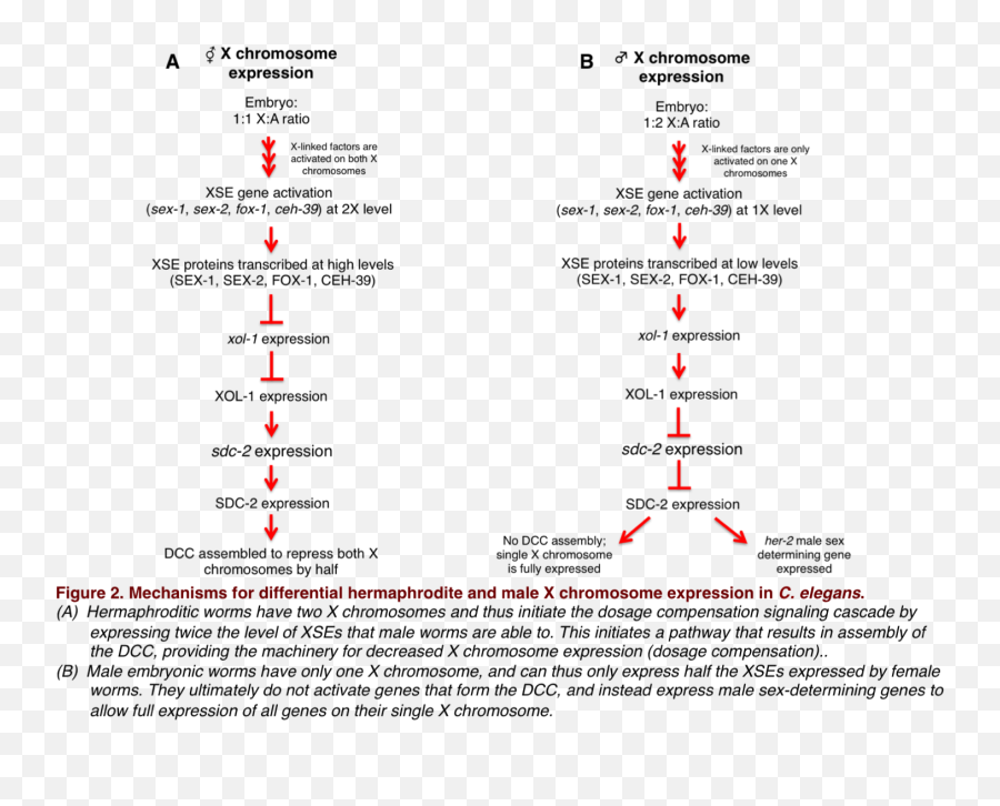 Dosage Compensation In C - Dosage Compensation Mechanism In Drosophila Emoji,Level 10 Emojis