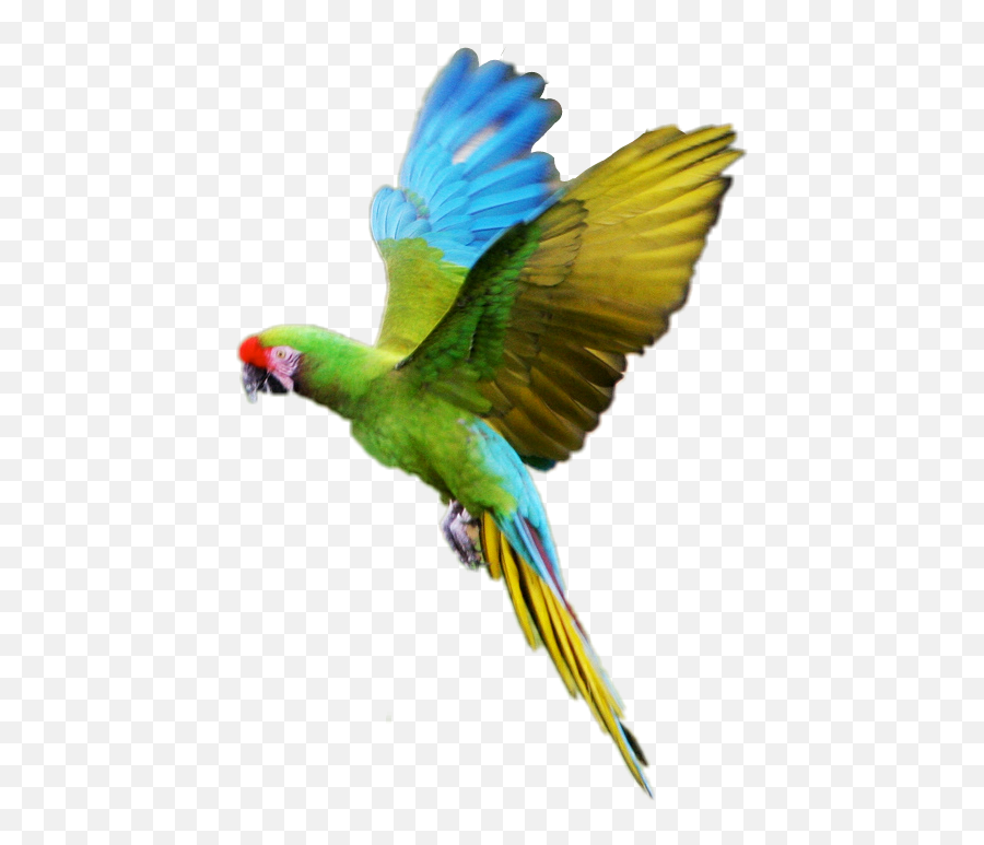 Bird Parrot Macaw - Macaw Emoji,Parakeet Emoji