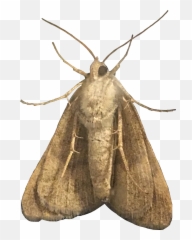 Moth Moths Amethystle Freetoedit - Hofmannophila Pseudospretella Emoji,Moth Emoji