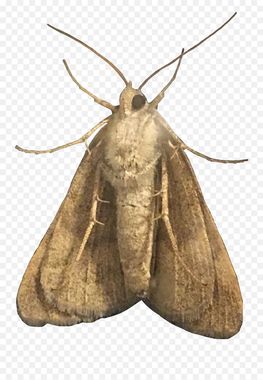 Moth Moths Amethystle Freetoedit - Hofmannophila Pseudospretella Emoji,Moth Emoji