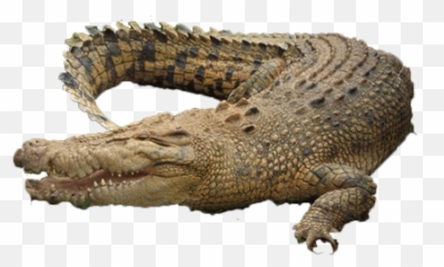 Download Crocodile Picture Hq Png Image - Chicago Emoji,Flag Alligator Emoji