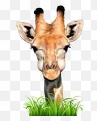 Live Giraffes - Giraffe Emoji,Giraffe Emoji.com