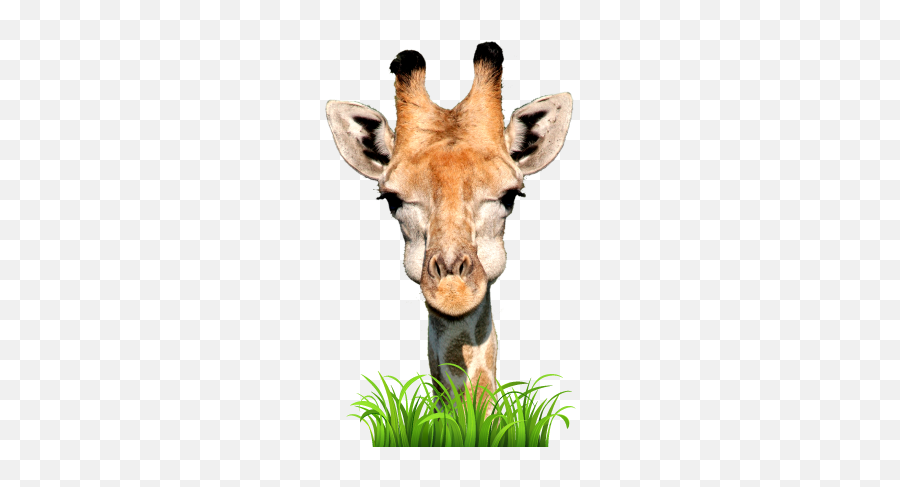 Live Giraffes - Giraffe Emoji,Giraffe Emoji.com