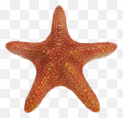 Starfish Star Sealife Fish - Starfish Emoji,Starfish Emoji