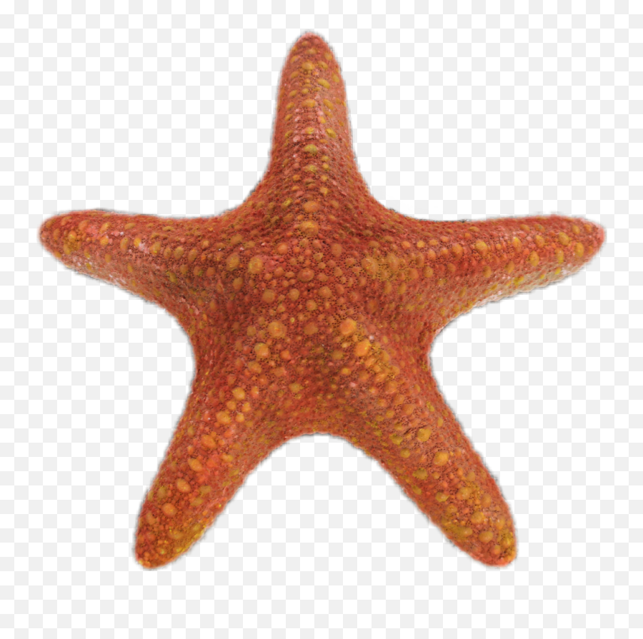 Starfish Star Sealife Fish - Starfish Emoji,Starfish Emoji
