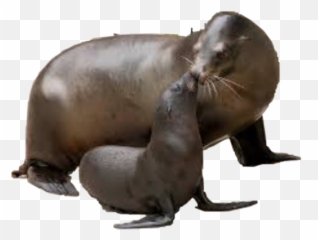 Trending Sealion Stickers - Adorable Lions Pup Emoji