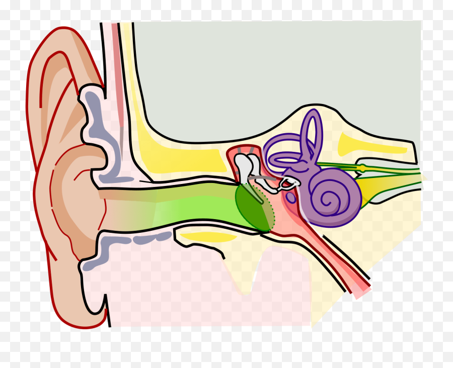 Download Human Ear Parts Structure Clipart Png Download - Happens When You Pop Your Ears Emoji,Emoji Ears