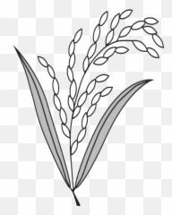 Dhaner Shish - Bangladesh National Party Logo Hd Emoji,Pot Leaf Emoji