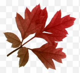 Leaves Clipart Red Fall Leaf - Real Transparent Emoji