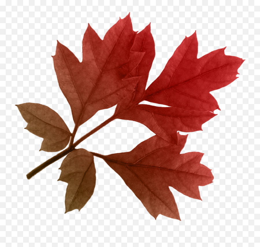 Leaves Clipart Red Fall Leaf Leaves - Real Transparent Fall Leaves Emoji,Fall Emoji