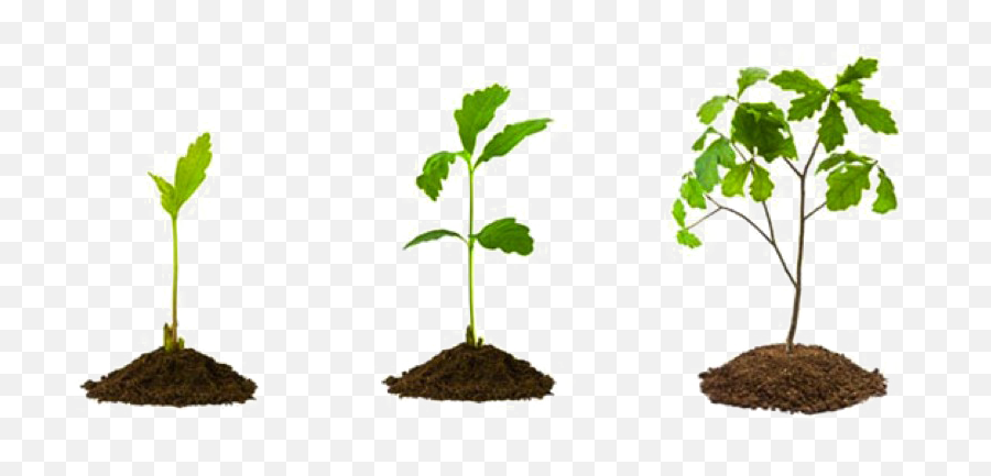 Plant Seedlings Png U0026 Free Plant Seedlingspng Transparent - Oak Tree Growth Stages Emoji,Seedling Emoji